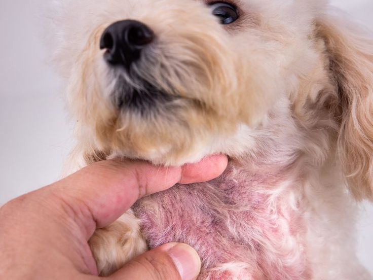 Piel enrojecida e irritada por dermatitis alérgica