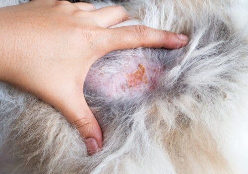 Lesión circular con costra por infección de hongos