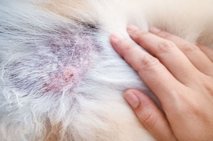 Piel con enrojecimiento y costras por infección bacteriana