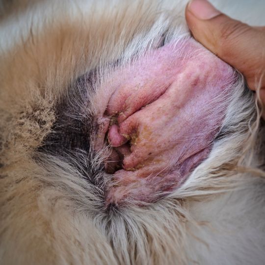 Oído de perro inflamado y enrojecido por otitis