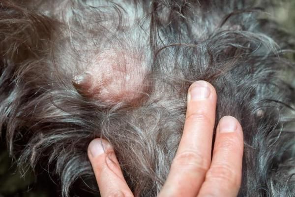 Bulto o tumoración en la piel de un perro