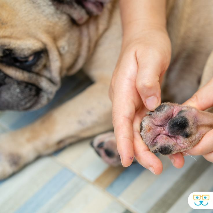 Pata de perro inflamada entre los dedos por pododermatitis
