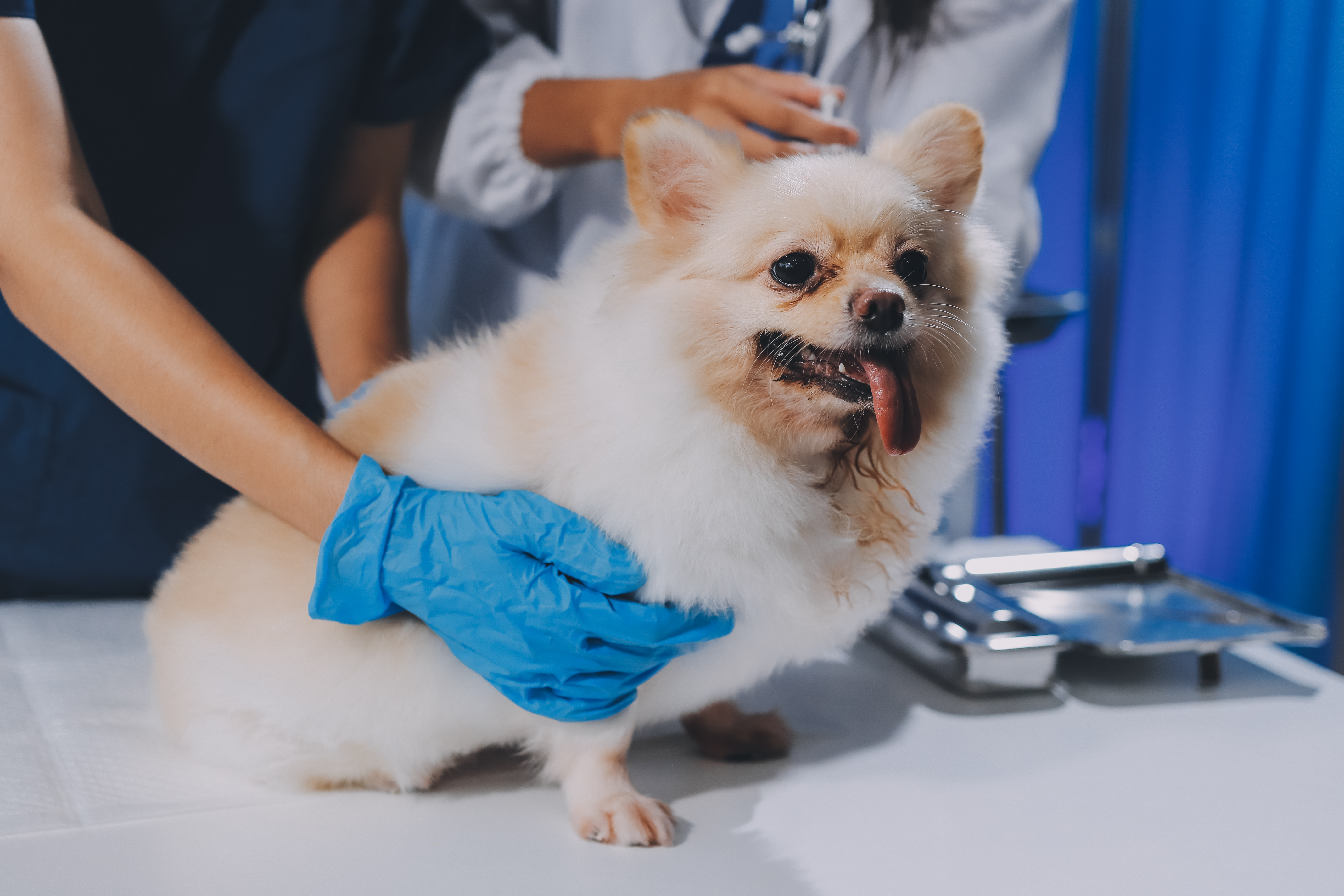 Veterinaria revisando el oído de un labrador y un gato