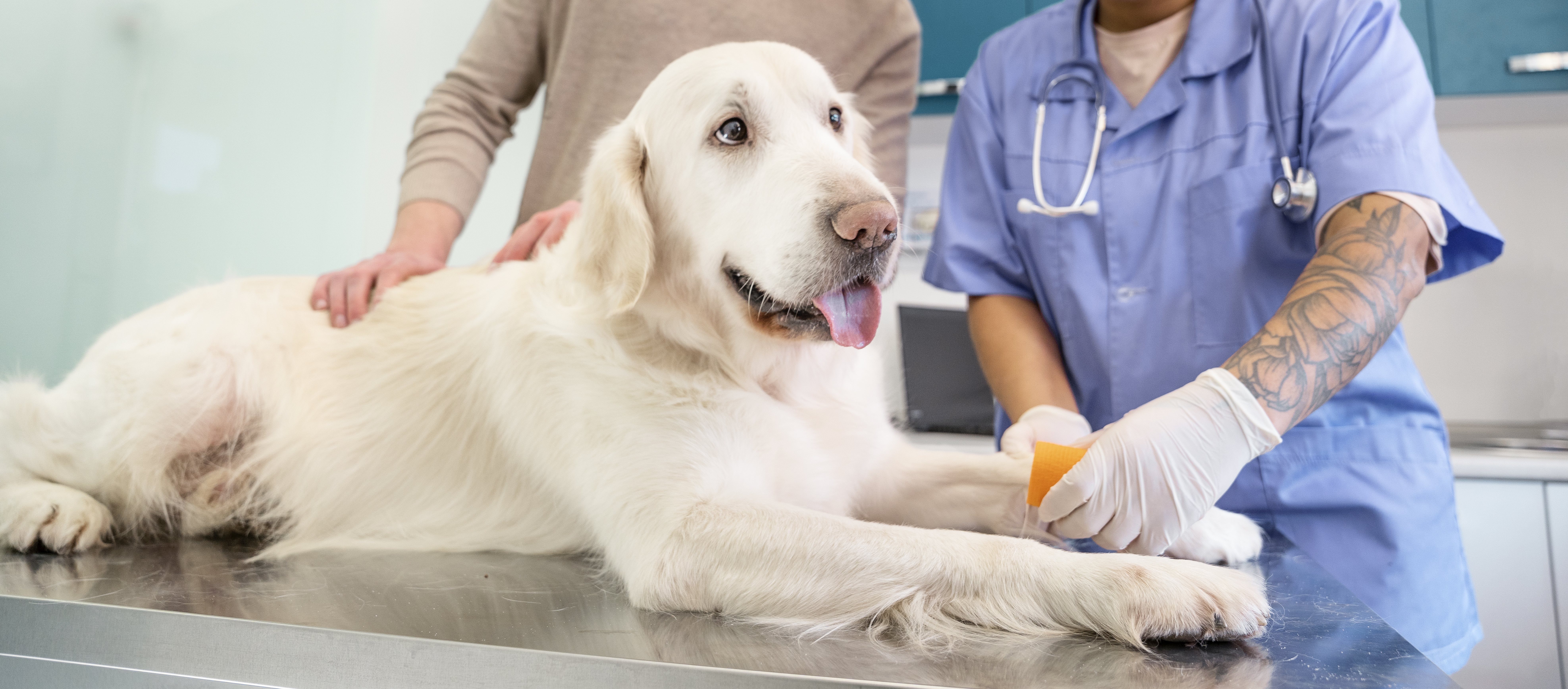 Otoscopía a un beagle en consulta dermatológica