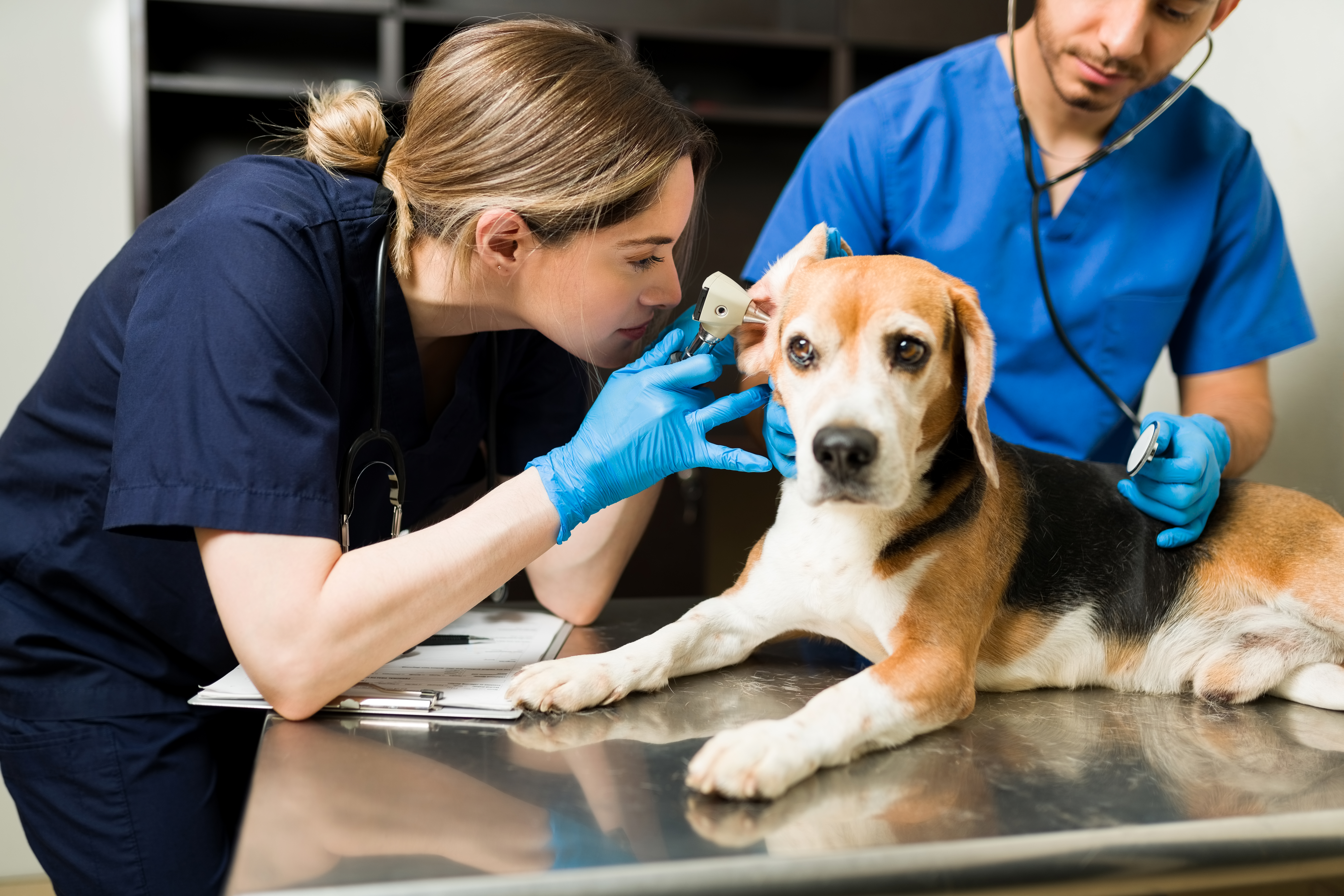 Veterinaria sonriendo con un golden retriever
