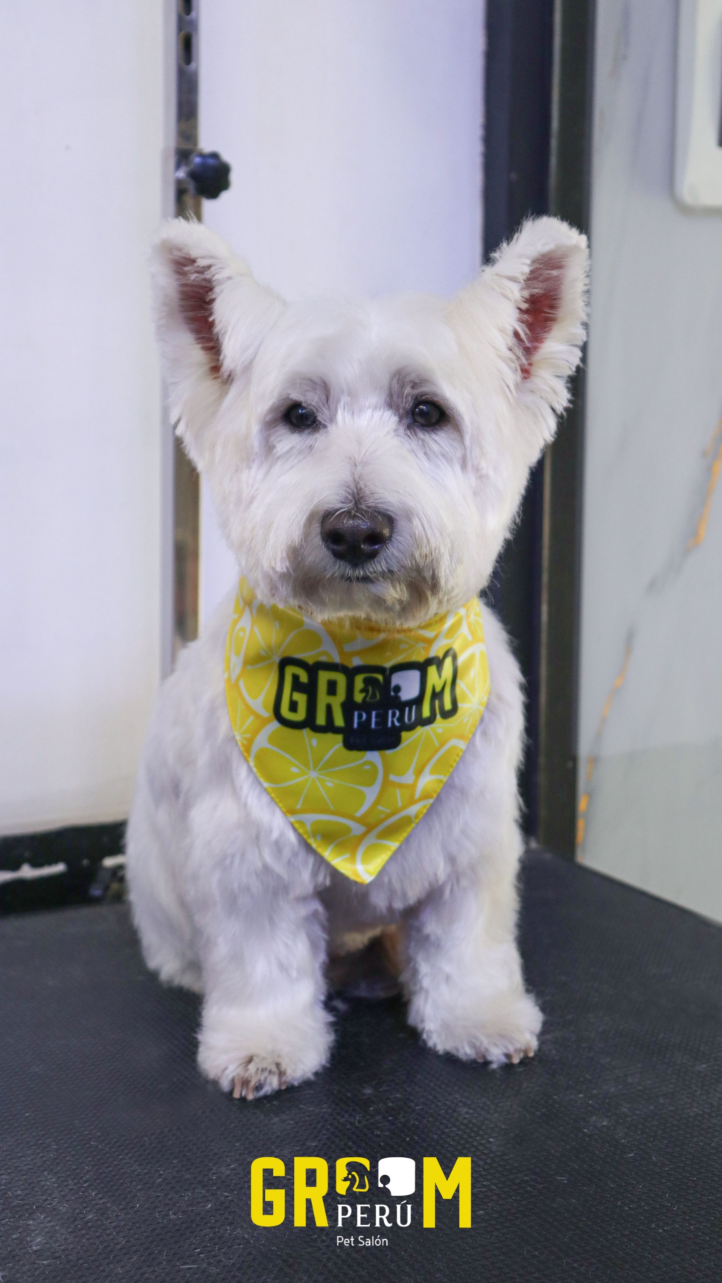 Westie con bandana amarilla de Groom Perú