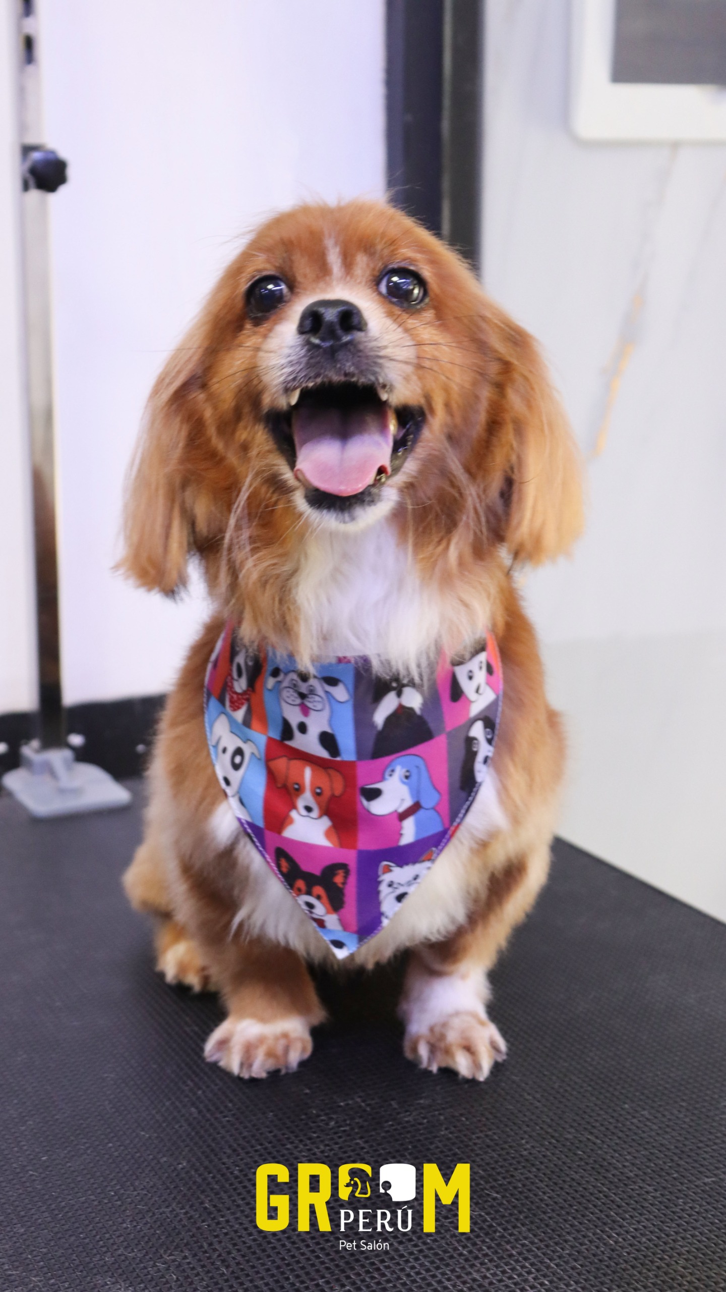 Bichón groomeado