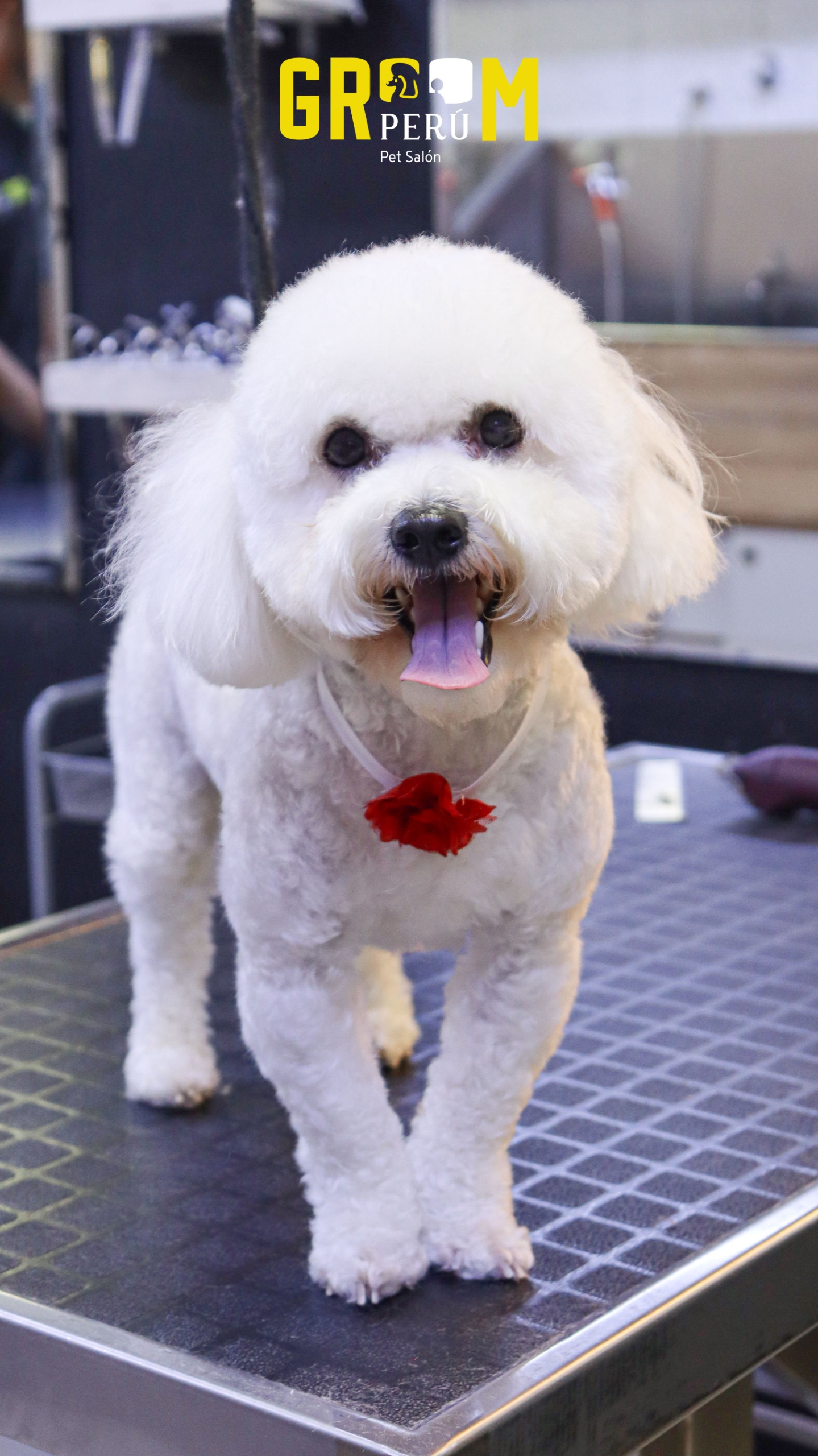 Bichón Frisé tras sesión de baño y corte