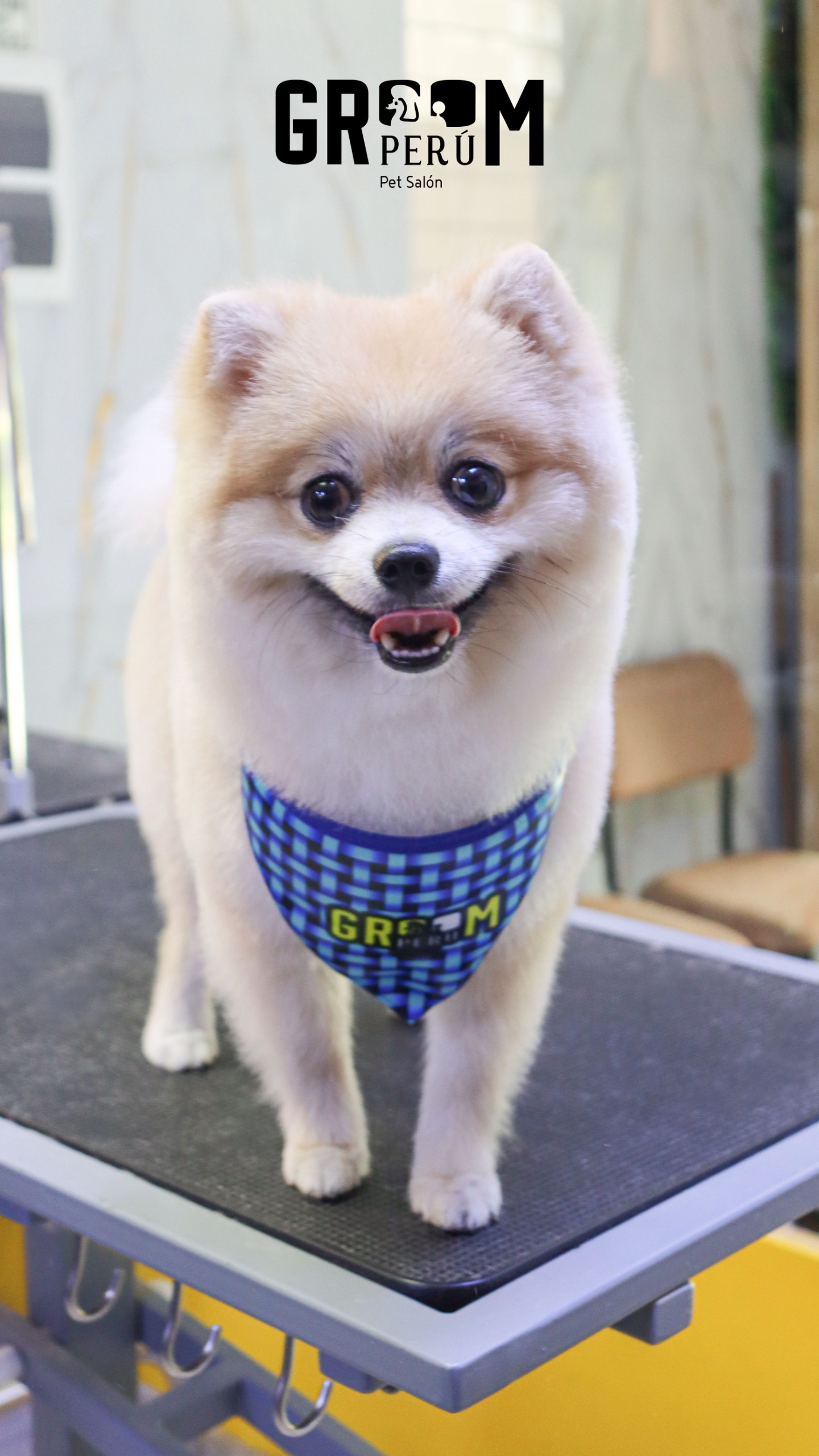 Mochi